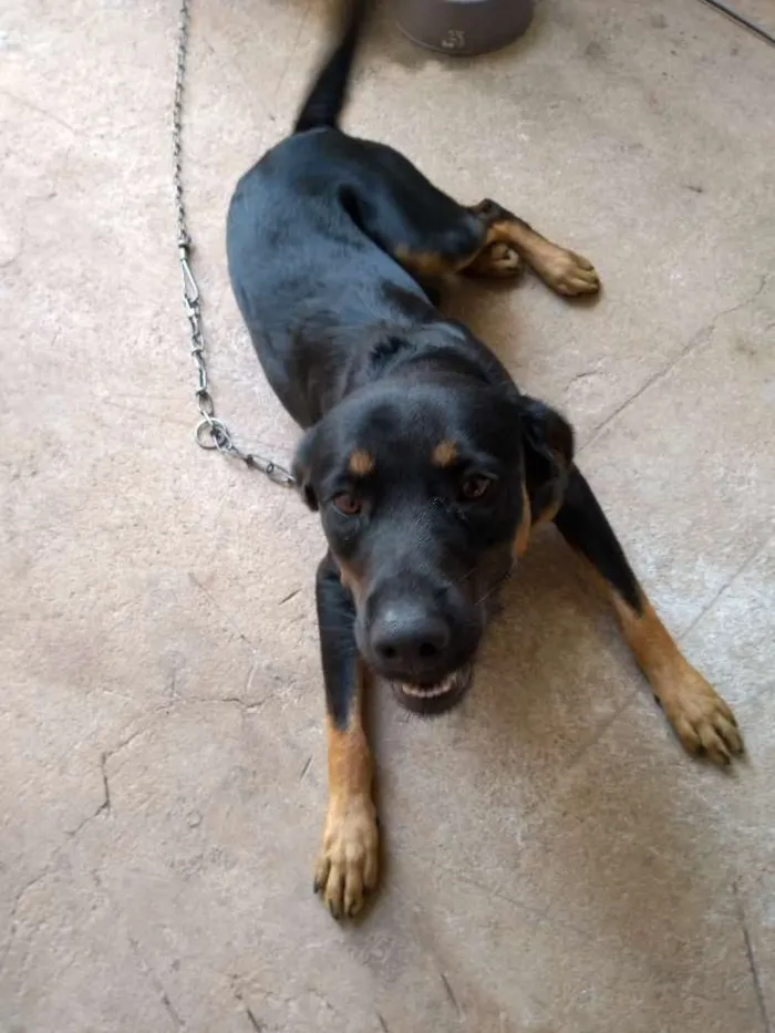 Cachorro ra a SRD idade 7 a 11 meses nome Spake