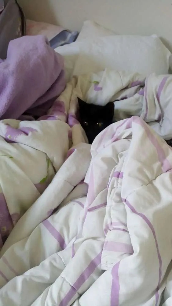 Gato ra a SRD idade 2 a 6 meses nome Pretinho