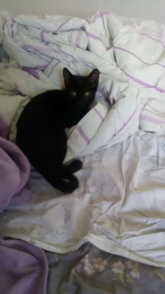 Gato ra a SRD idade 2 a 6 meses nome Pretinho