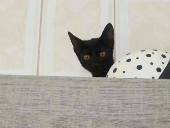 Gato ra a SRD idade 2 a 6 meses nome Pretinho