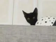 Pretinho