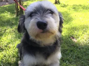 Cachorro raça Srd  idade 2 anos nome Vitória 