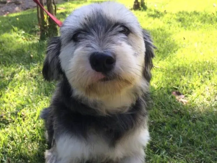 Cachorro ra a Srd  idade 2 anos nome Vitória 