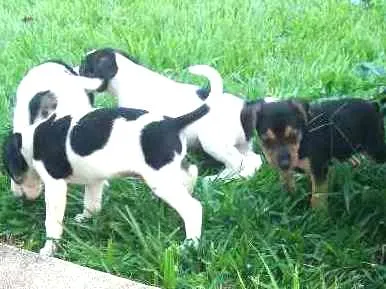 Cachorro raça Vira lata idade 2 a 6 meses nome Sem nome