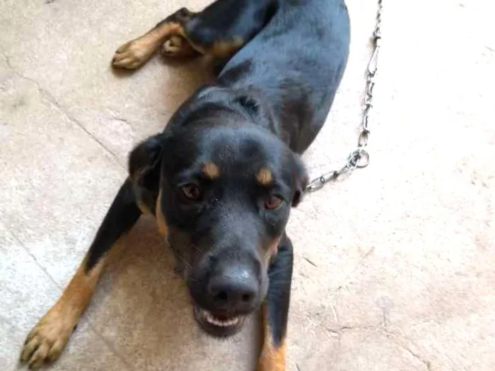 Cachorro ra a SRD idade 7 a 11 meses nome Spake
