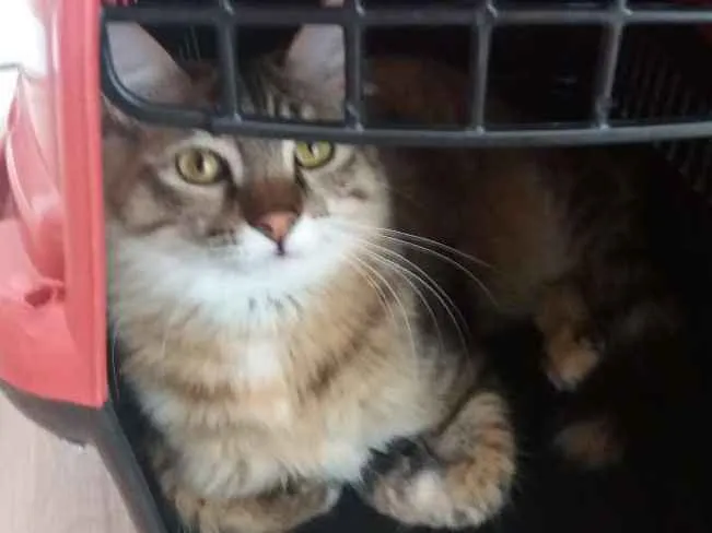 Gato ra a Sem raça idade 7 a 11 meses nome Tuti