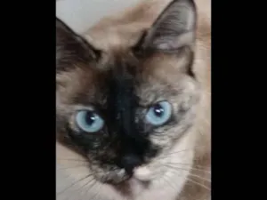 Gato raça siamês idade 5 anos nome Belinha