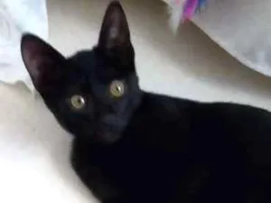 Gato raça SRD idade 2 a 6 meses nome Pretinho
