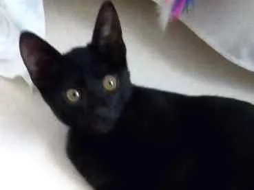 Gato ra a SRD idade 2 a 6 meses nome Pretinho