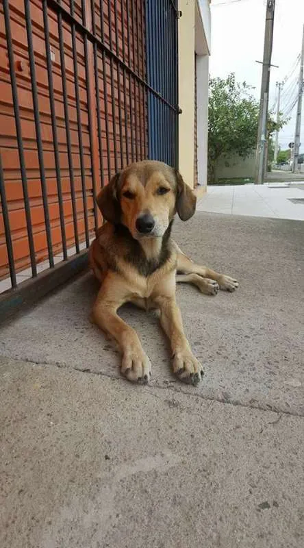 Cachorro raça srd idade 2 anos nome Coração