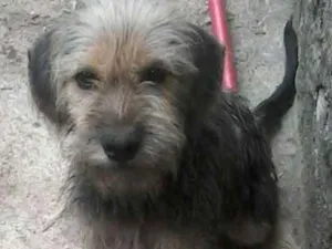 Cachorro raça Vira Lata idade 2 a 6 meses nome Bobby