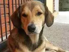 Cachorro raça srd idade 2 anos nome Coração