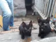 Gatíneo 