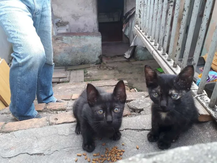 Gato ra a SRD idade 2 a 6 meses nome Gatíneo 
