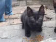 Gatíneo 