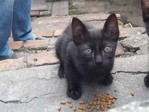 Gato ra a SRD idade 2 a 6 meses nome Gatíneo 