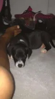 Peppa