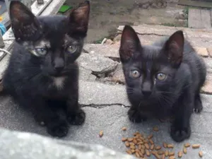 Gato raça SRD idade 2 a 6 meses nome Gatíneo 