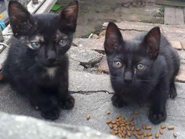 Gato ra a SRD idade 2 a 6 meses nome Gatíneo 
