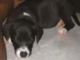 Peppa