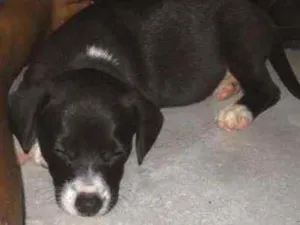 Cachorro raça  idade 2 a 6 meses nome Peppa