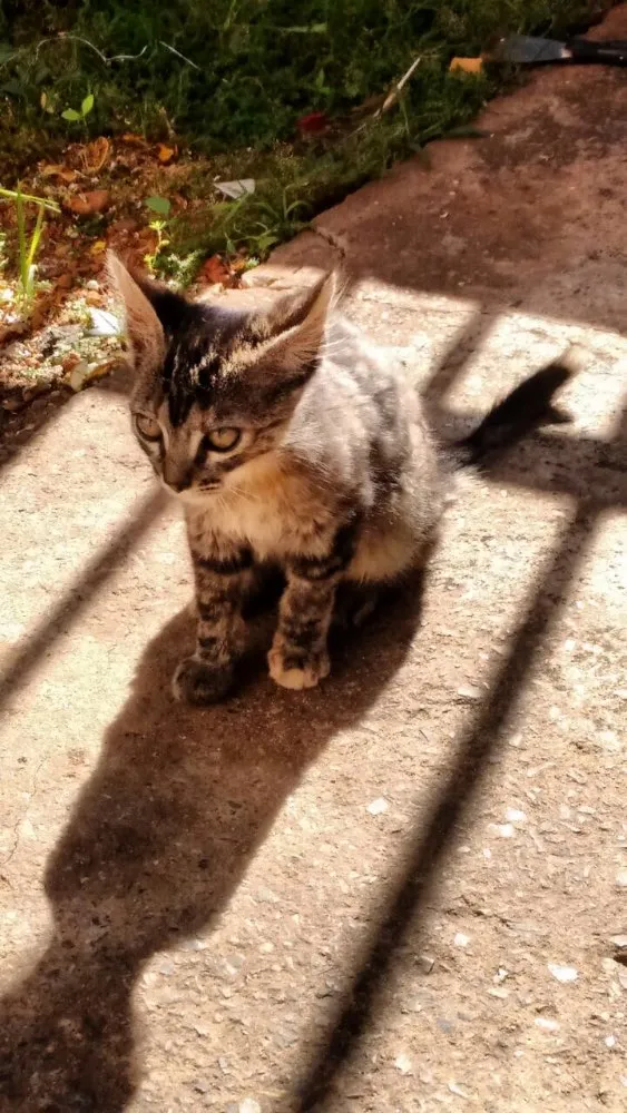 Gato ra a SRD idade 2 a 6 meses nome Não tem nome