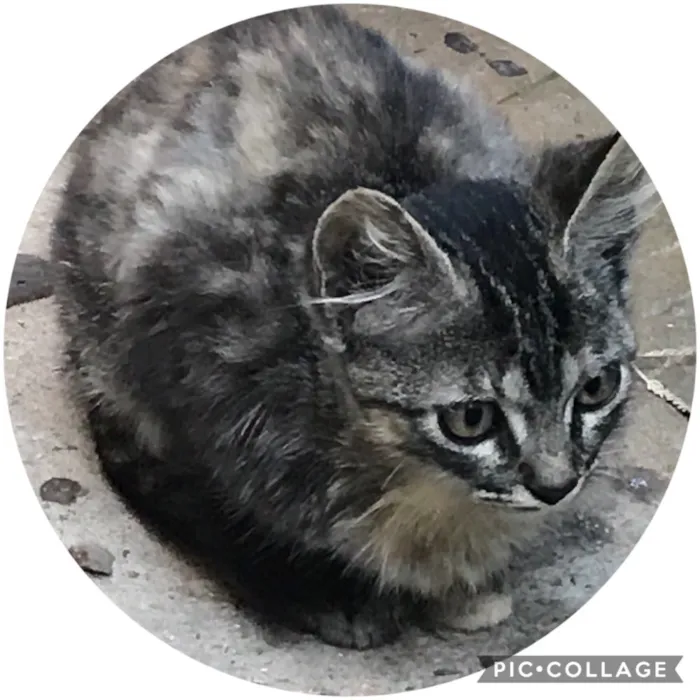 Gato ra a SRD idade 2 a 6 meses nome Não tem nome