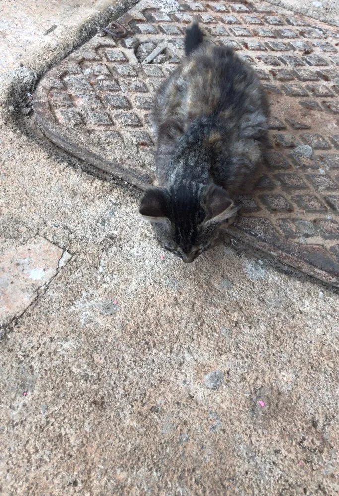 Gato ra a SRD idade 2 a 6 meses nome Não tem nome