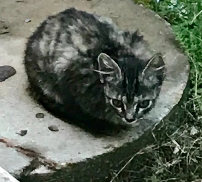 Gato ra a SRD idade 2 a 6 meses nome Não tem nome
