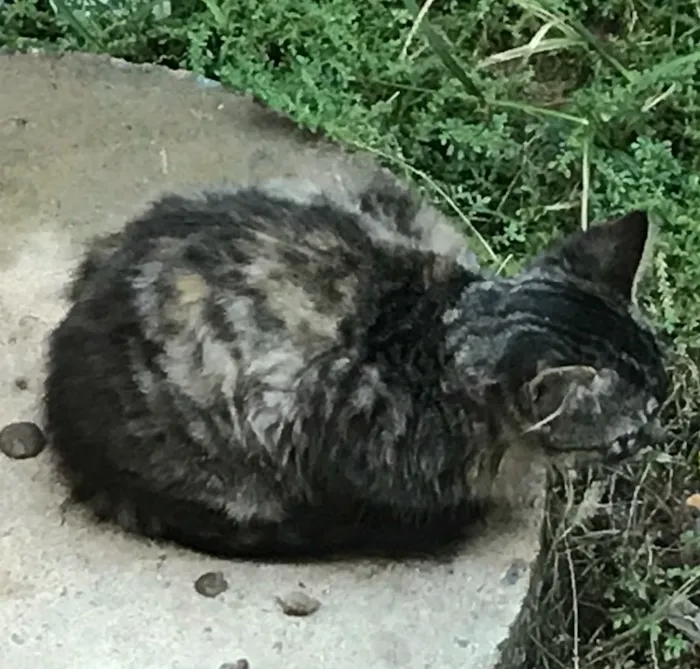 Gato ra a SRD idade 2 a 6 meses nome Não tem nome