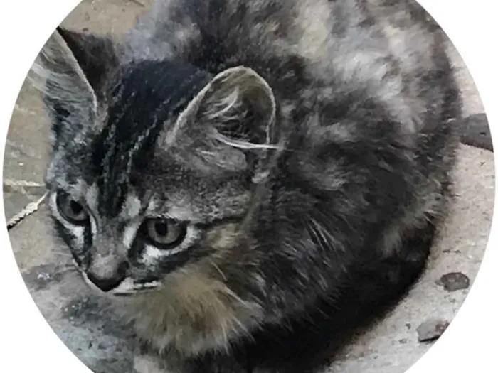 Gato ra a SRD idade 2 a 6 meses nome Não tem nome