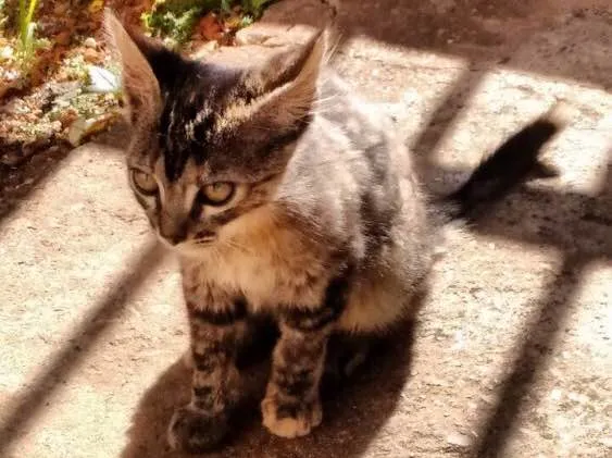 Gato ra a SRD idade 2 a 6 meses nome Não tem nome