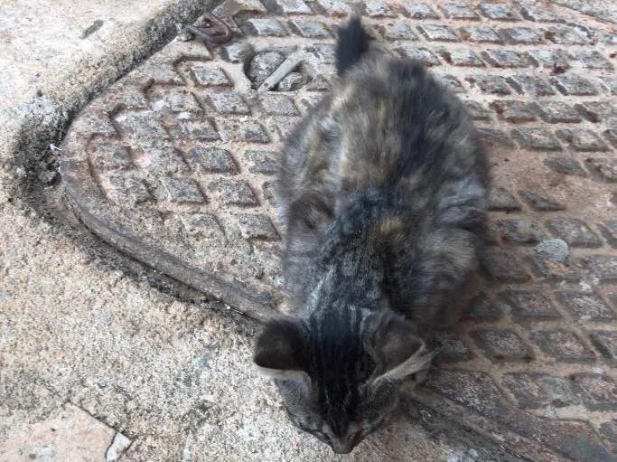 Gato ra a SRD idade 2 a 6 meses nome Não tem nome