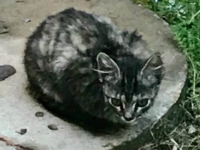 Gato ra a SRD idade 2 a 6 meses nome Não tem nome