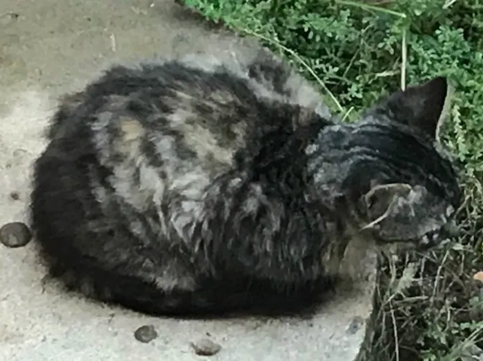 Gato ra a SRD idade 2 a 6 meses nome Não tem nome