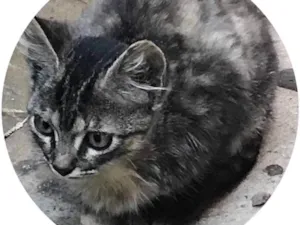 Gato raça SRD idade 2 a 6 meses nome Não tem nome