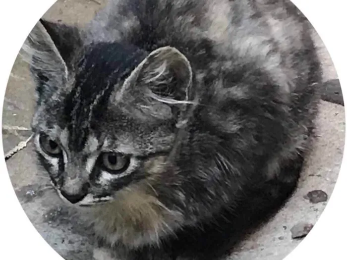 Gato ra a SRD idade 2 a 6 meses nome Não tem nome