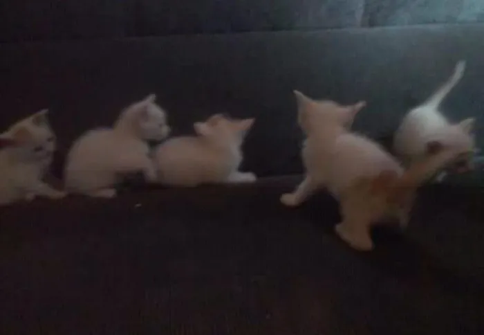 Gato raça sem raça idade Abaixo de 2 meses nome sem nome