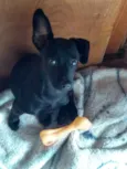 Molly
