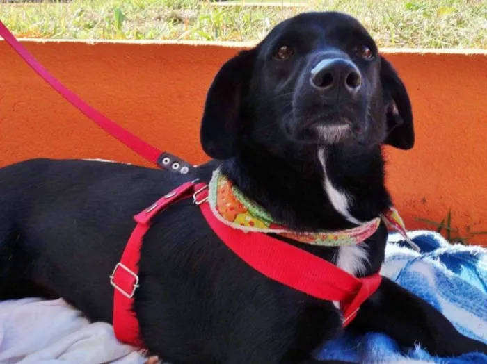 Cachorro ra a srd idade 2 anos nome Batman