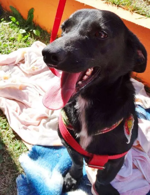 Cachorro ra a srd idade 2 anos nome Batman