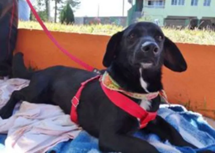 Cachorro ra a srd idade 2 anos nome Batman