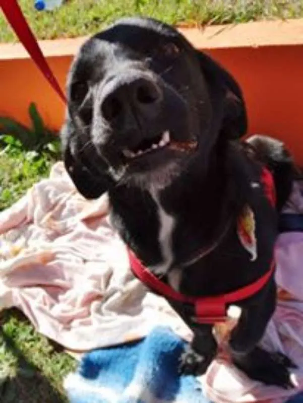 Cachorro ra a srd idade 2 anos nome Batman