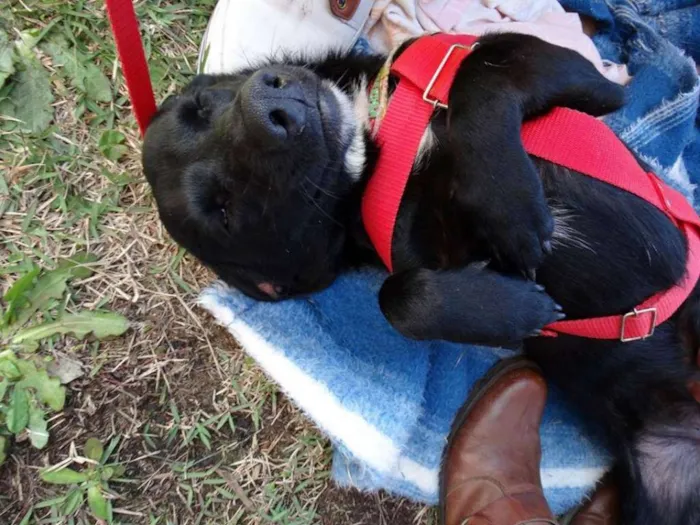 Cachorro ra a srd idade 2 anos nome Batman