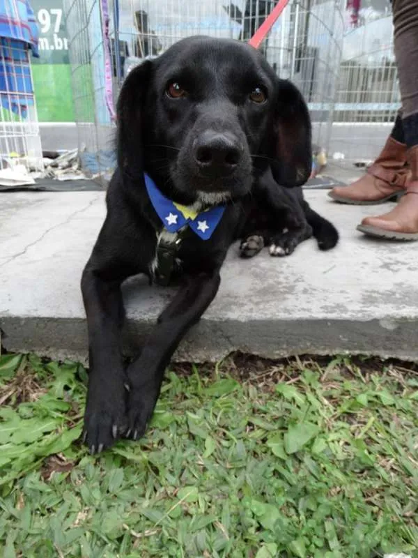 Cachorro ra a srd idade 2 anos nome Batman