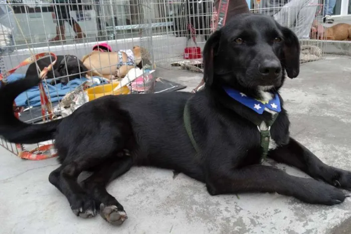 Cachorro ra a srd idade 2 anos nome Batman