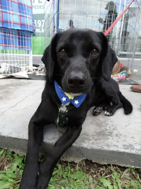 Cachorro ra a srd idade 2 anos nome Batman