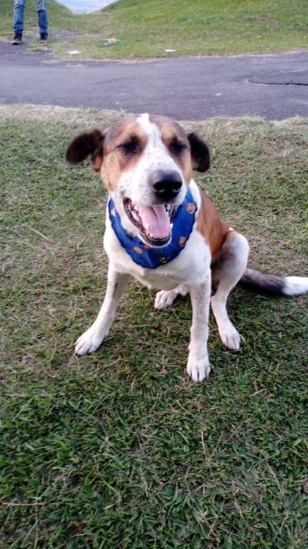 Cachorro ra a SRD idade 2 anos nome Ze Pequeno