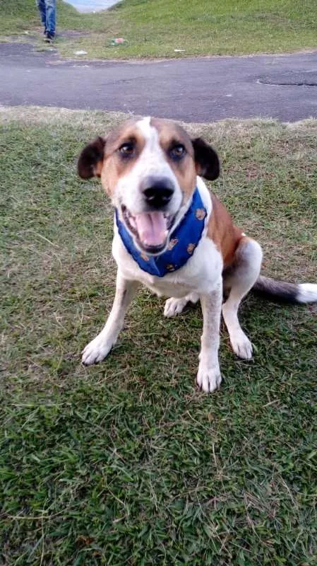 Cachorro ra a SRD idade 2 anos nome Ze Pequeno