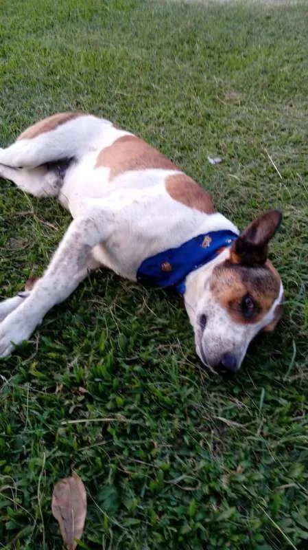 Cachorro ra a SRD idade 2 anos nome Ze Pequeno